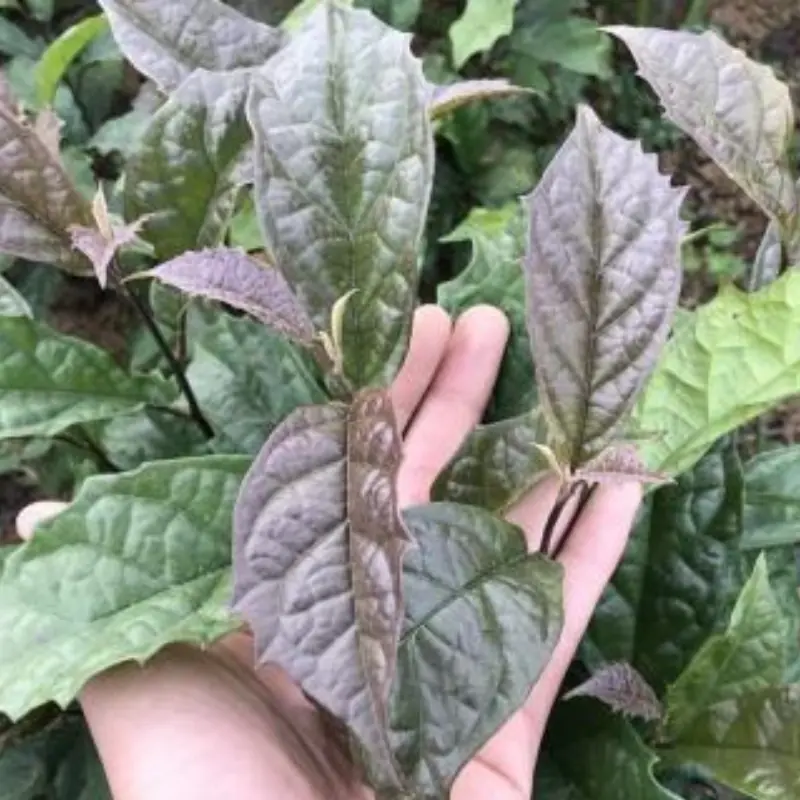 A plant considered the “natural enemy” of can.cer, recommended by doctors.