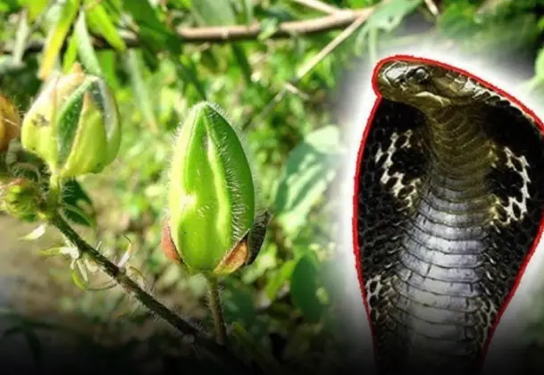 Snakes Hate These 5 Plants — Grow Them on Your Balcony to Keep Your Home Safe