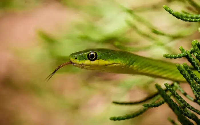 5 common garden plants that may attract snakes without you realizing it