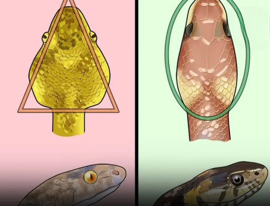 Snake bite emergency: The FIRST things you must do to stay alive!