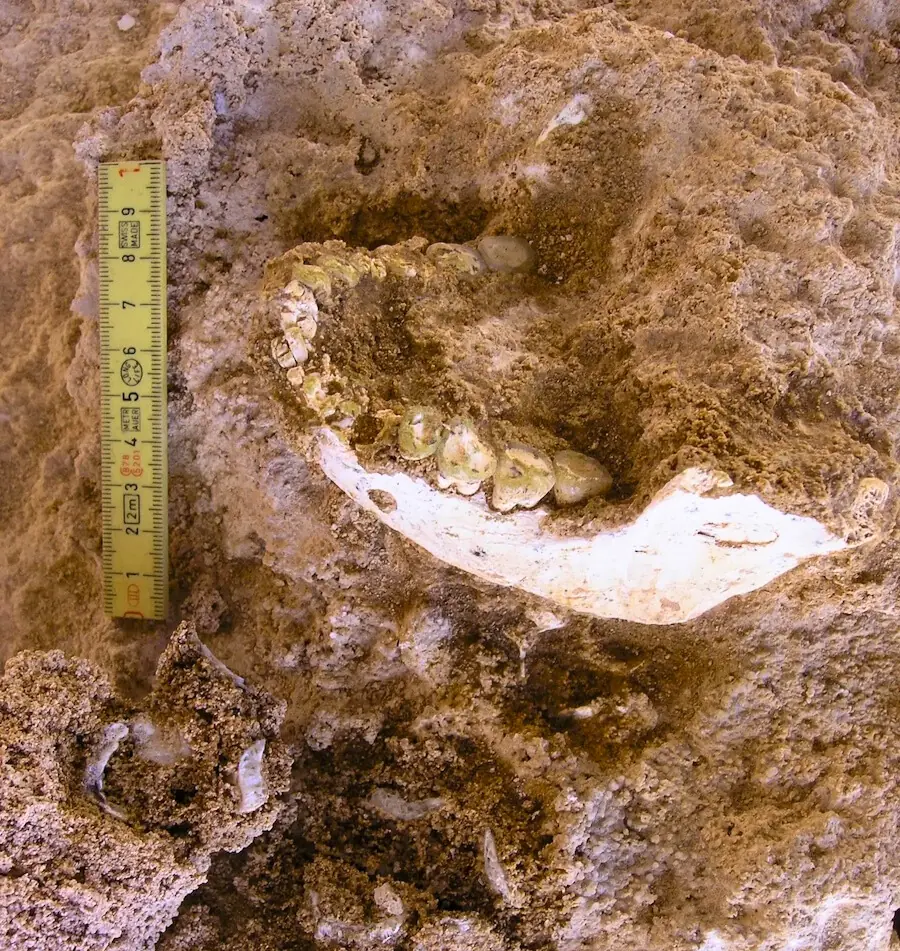 Possible Evolutionary “Missing Link” from North Africa Identified