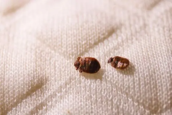 Effective natural methods for eliminating bed bugs at home