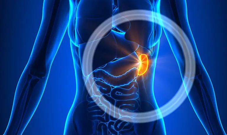 Spleen Cancer: A Rare But Dangerous Disease – You Need To Know!