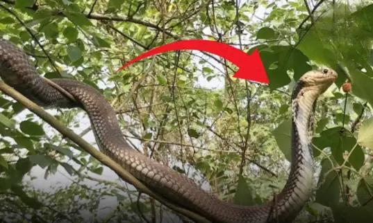 Plants that should not be planted around the house