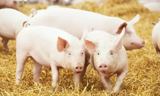 Why don't Americans eat pork?