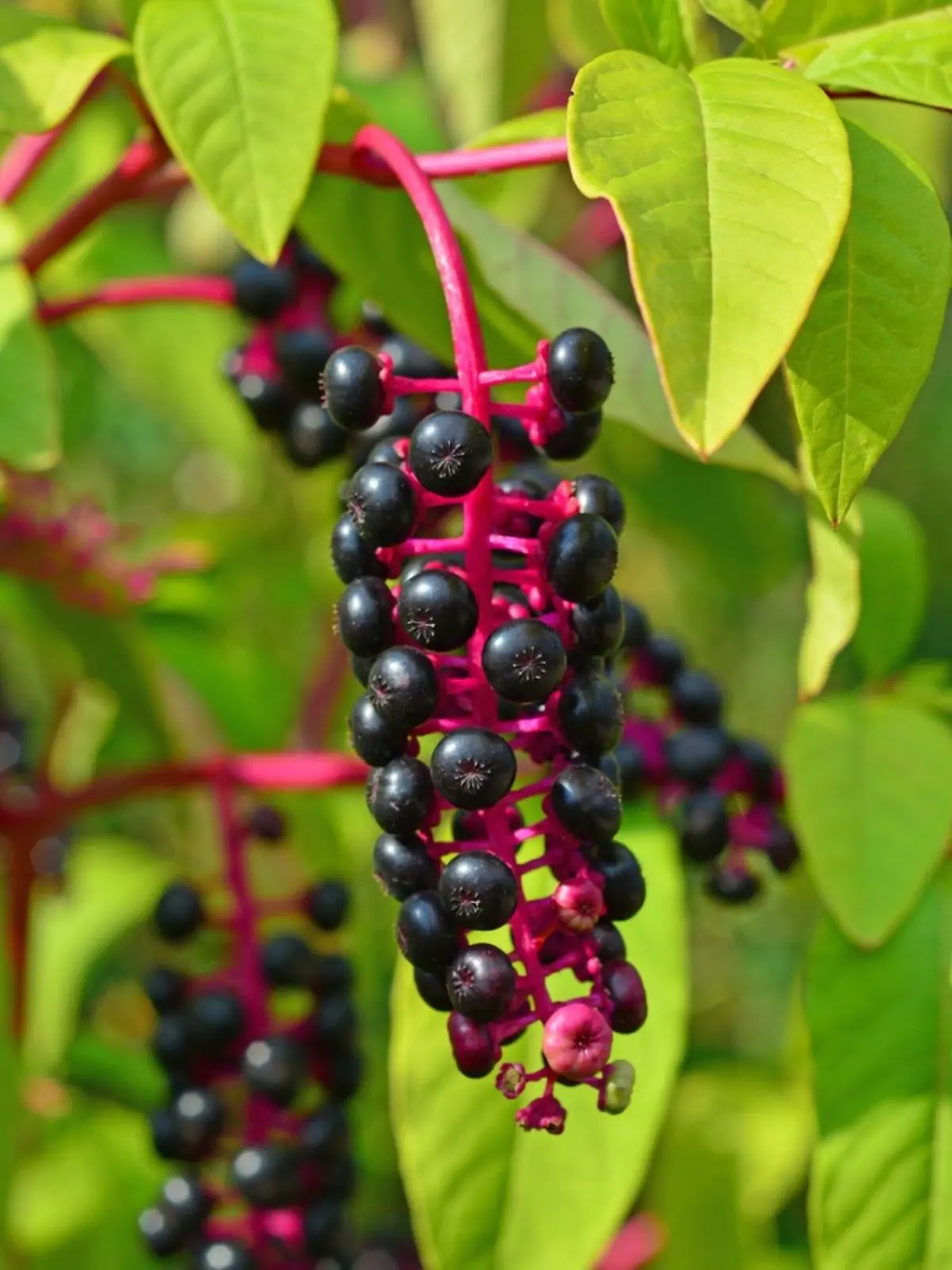 Pokeweed: A Striking but Dangerous Plant to Avoid