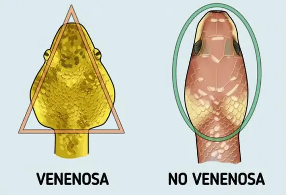 How to tell the difference between venomous and non-venomous snakes
