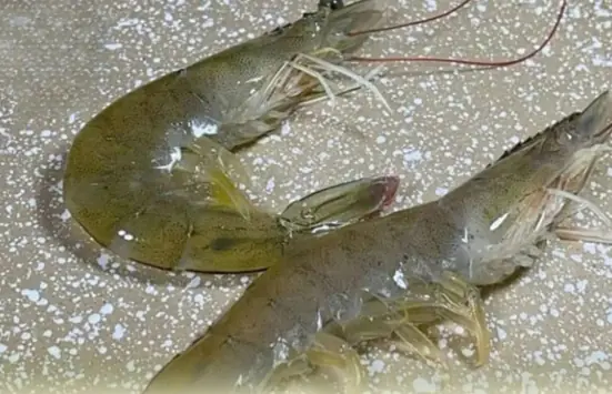 How to choose fresh shrimp when going to the market