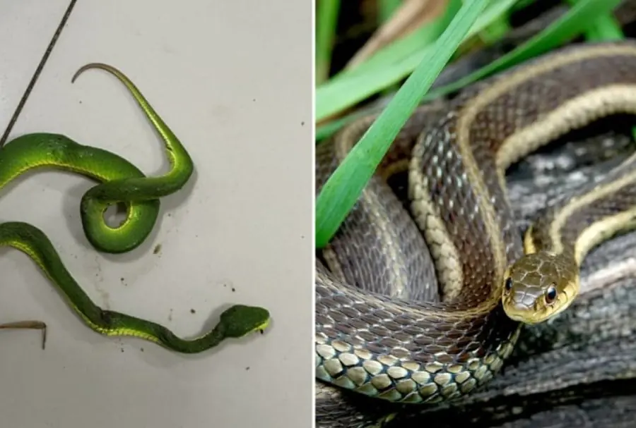 3 Effective Ways to Prevent Snakes From Entering Your Home