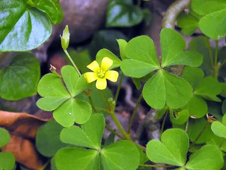 Wood sorrel (Oxalis): A tangy wild plant with surprising health benefits and practical uses