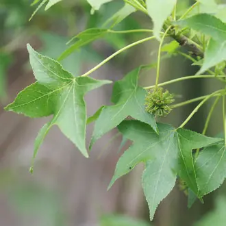 American Sweetgum (Liquidambar styraciflua): A Long-Forgotten Healing Tree