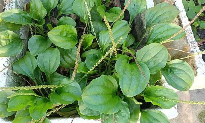 The Remarkable Health Benefits of Plantago lanceolata