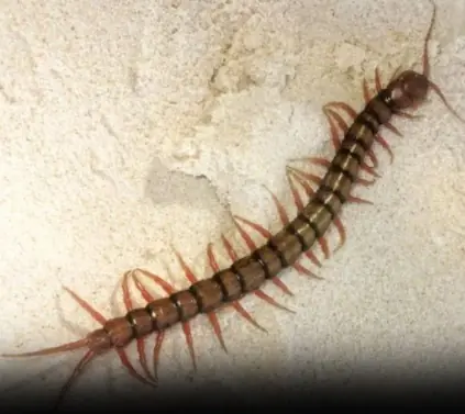If you find a centipede at home, here is what it means...
