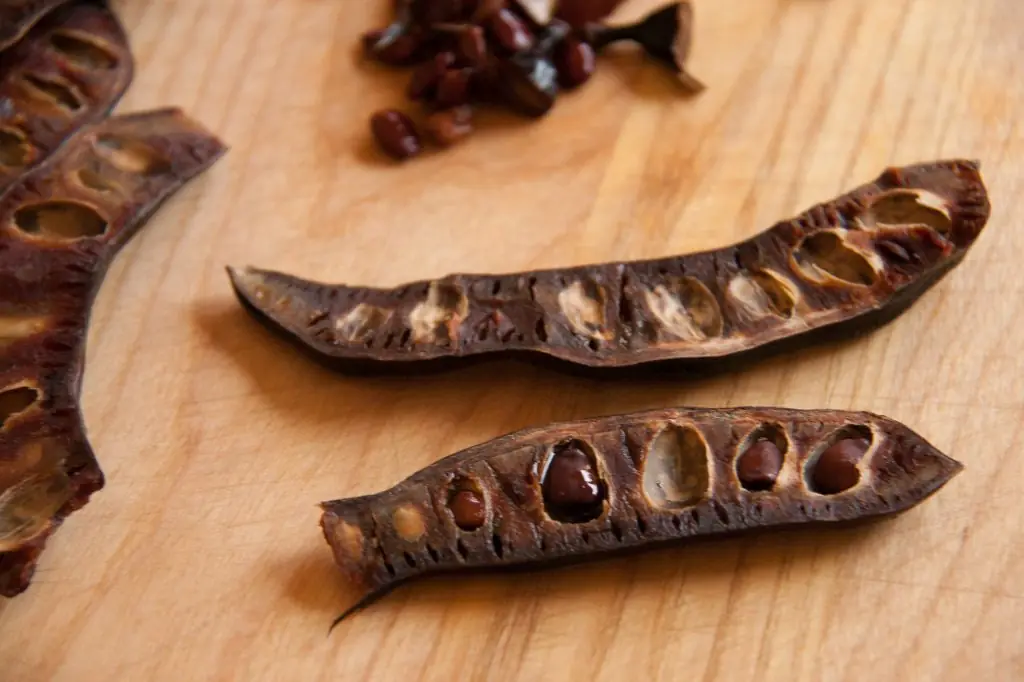 Carob (Ceratonia siliqua): Health Benefits and Everyday Homemade Uses
