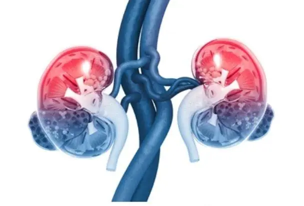 5 signs your kidneys are healthy and how to spot them daily