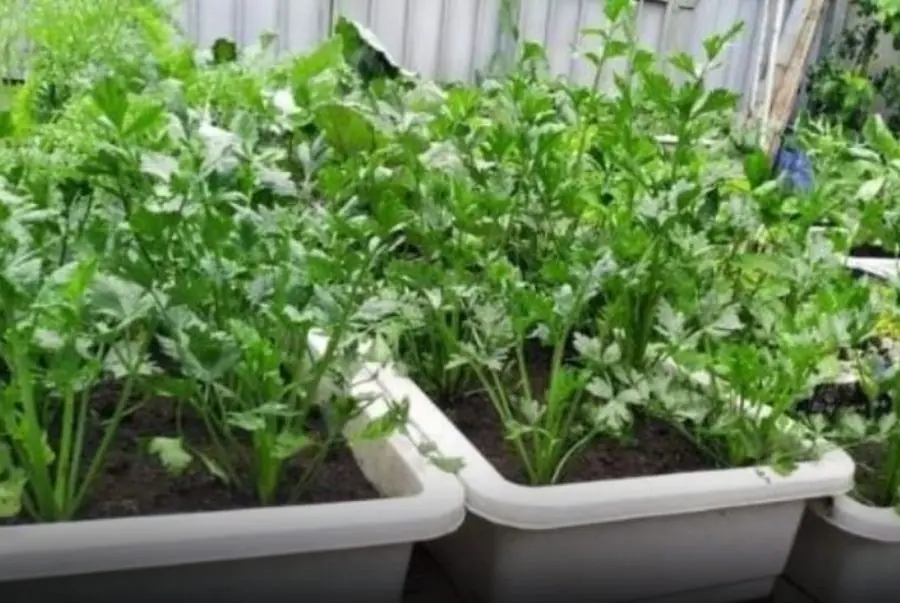 Sometimes, the strongest protection starts right on your balcony: