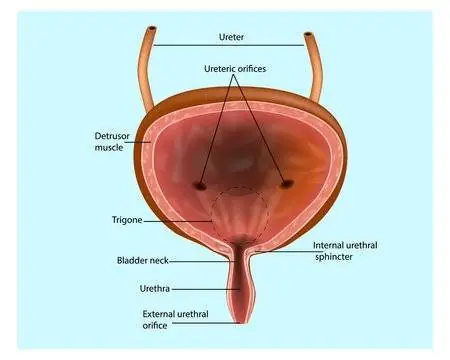 Why the Sound of Running Water Suddenly Makes You Need to Pee