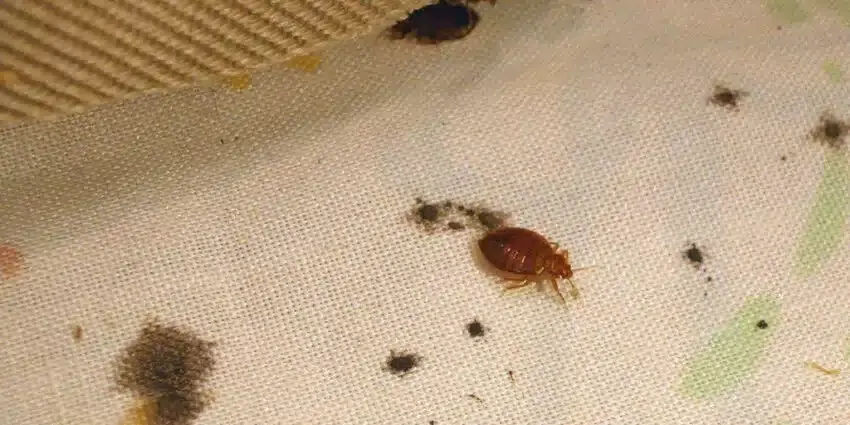 A natural approach to pest control using diatomaceous earth and cloves