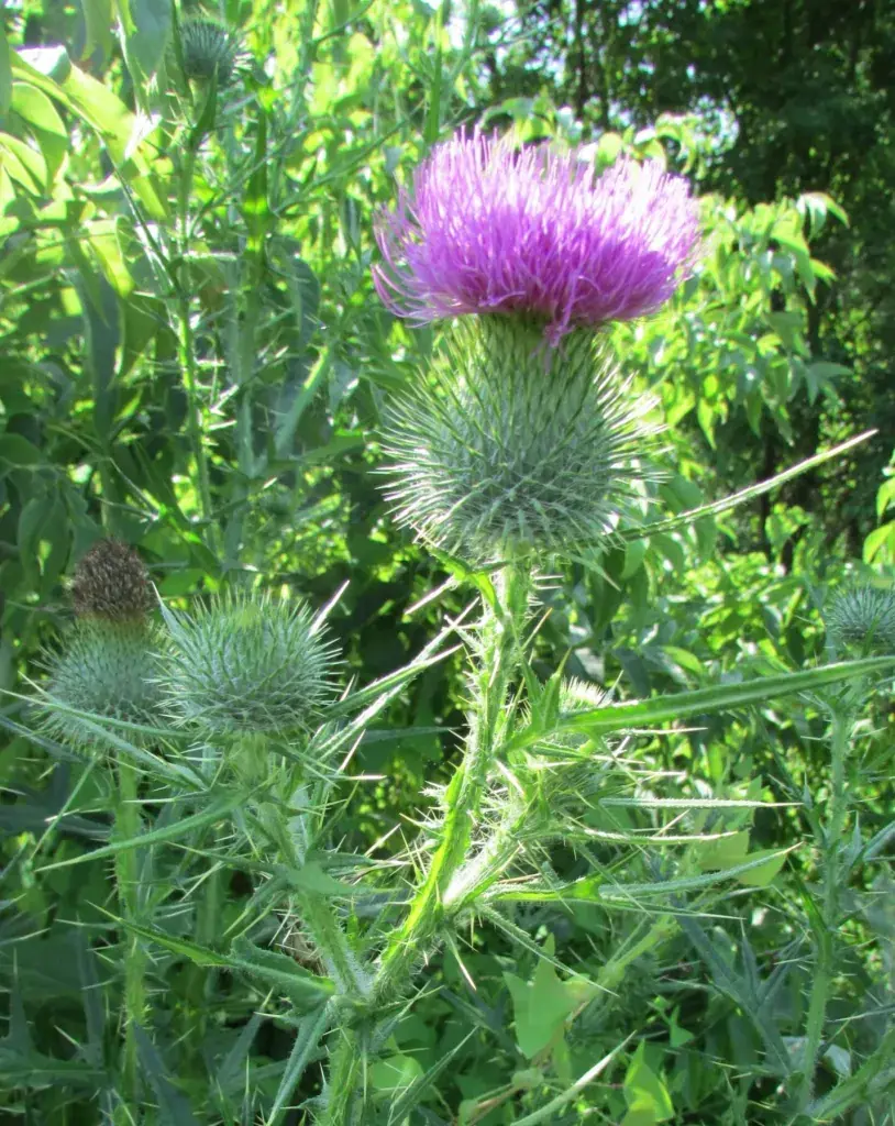 Bull Thistle (Cirsium vulgare): The Overlooked Wild Plant With Hidden Benefits