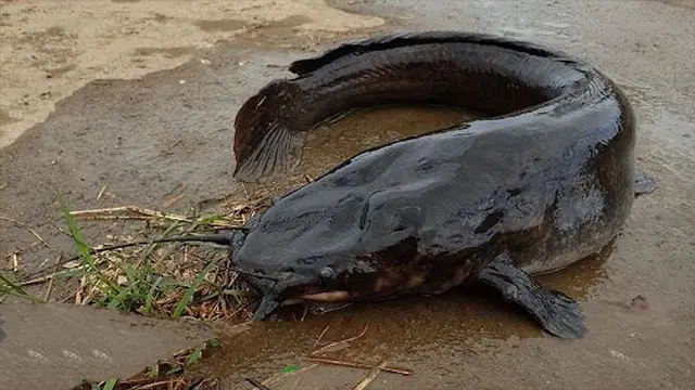 Many people eat them every day without knowing it: 4 types of fish that are prone to parasites—fish sellers with years of experience don’t even dare eat them