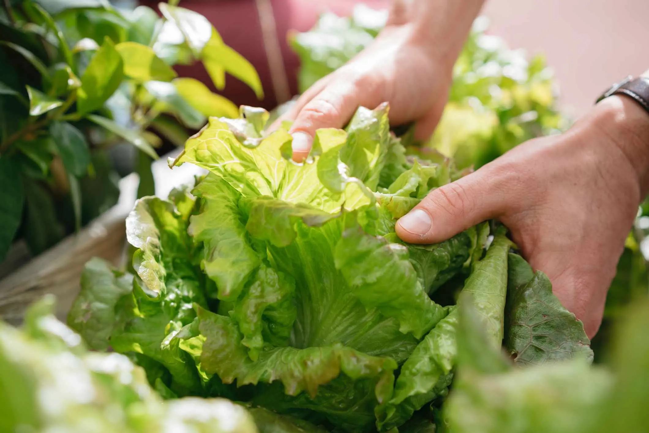 “Green” Foods Aren’t Harmless for Everyone: 5 Groups Who Should Be Careful
