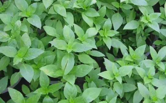 Here are 8 types of plants you can grow to repel snakes