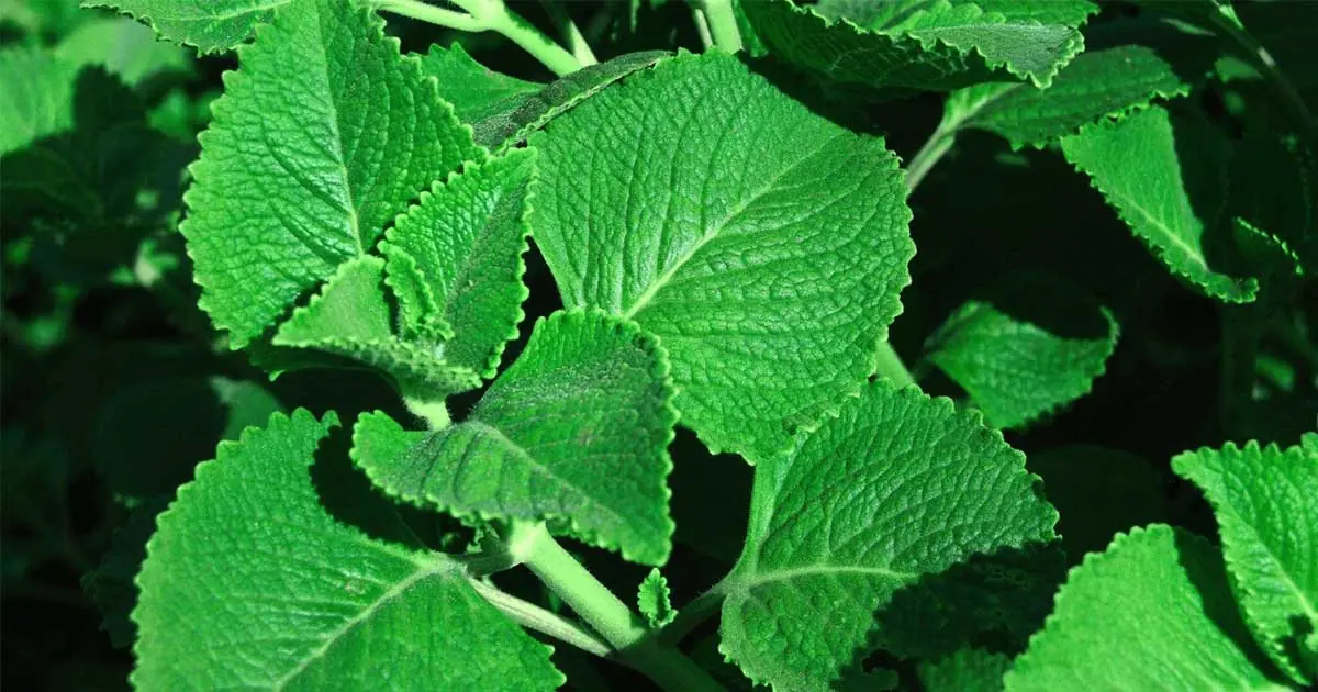 Evidence-Based Insights Into Oregano’s Health-Supporting Properties