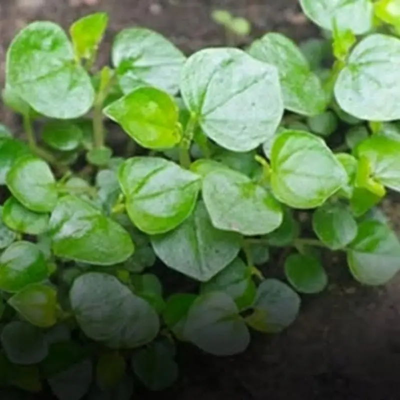 Often Ignored and Inexpensive, This Vegetable Is a True “Longevity Green”