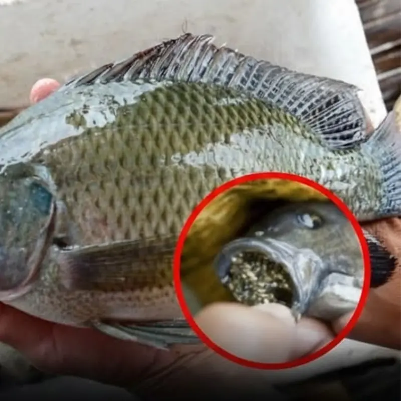 Reasons Why You Should Think Twice About Eating Tilapia