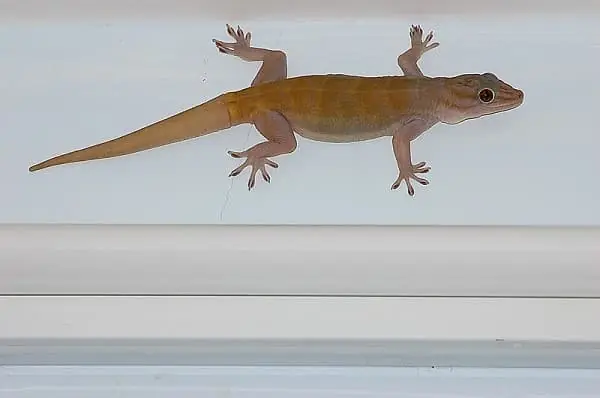 A lizard entering your house Is said to be a sign - Here’s what it could mean