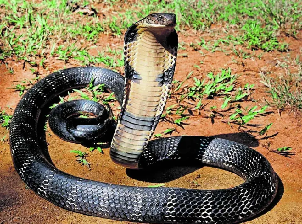 Don’t Panic: If a Snake Enters Your House, These Natural Repellents May Help