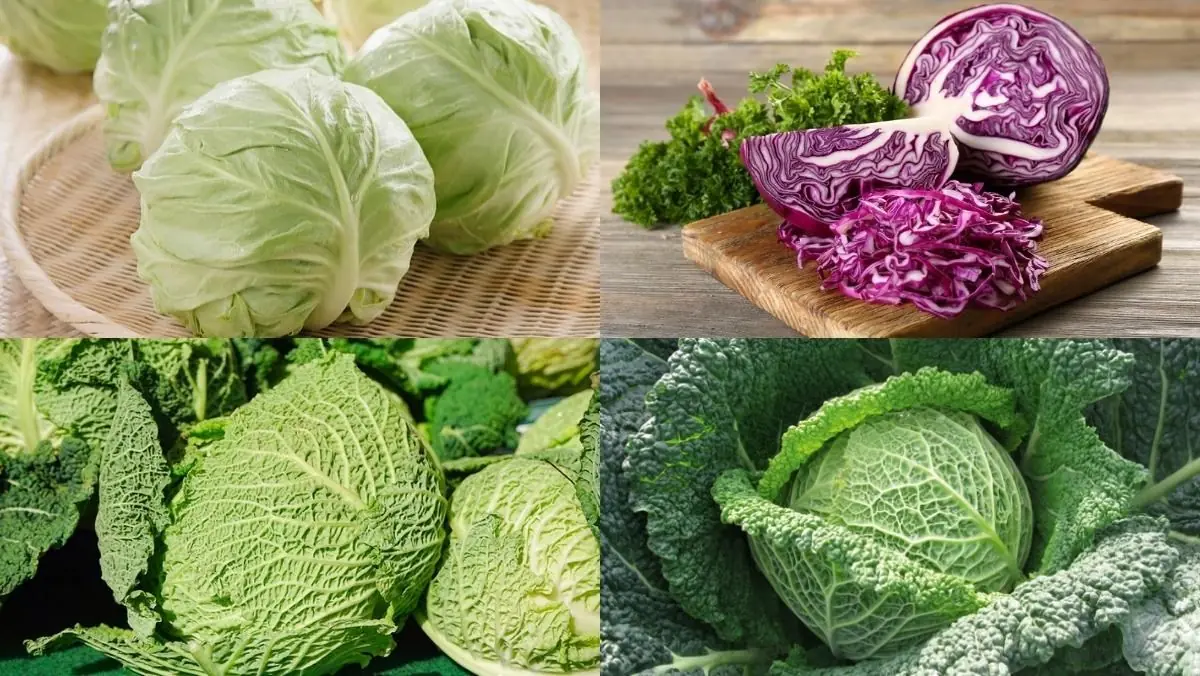One Key Tip for Choosing Cabbage: Guaranteed Crunchy and Sweet Flavor