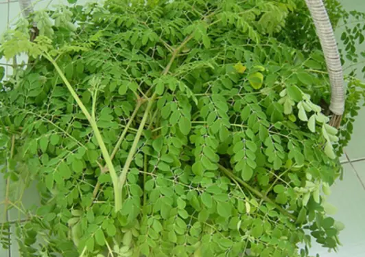 The whole world is celebrating the discovery of a vegetable