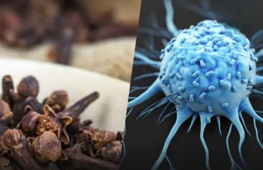 Clove: The Powerful Spice with Hidden Cancer-Fighting Potential