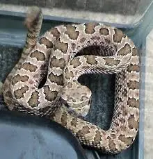 Let’s break down 7 smells snakes hate and how to use them to keep these slithery visitors away from your home