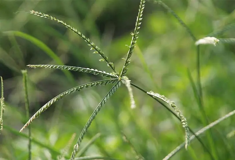 The overlooked benefits of goosegrass that many people don’t realize