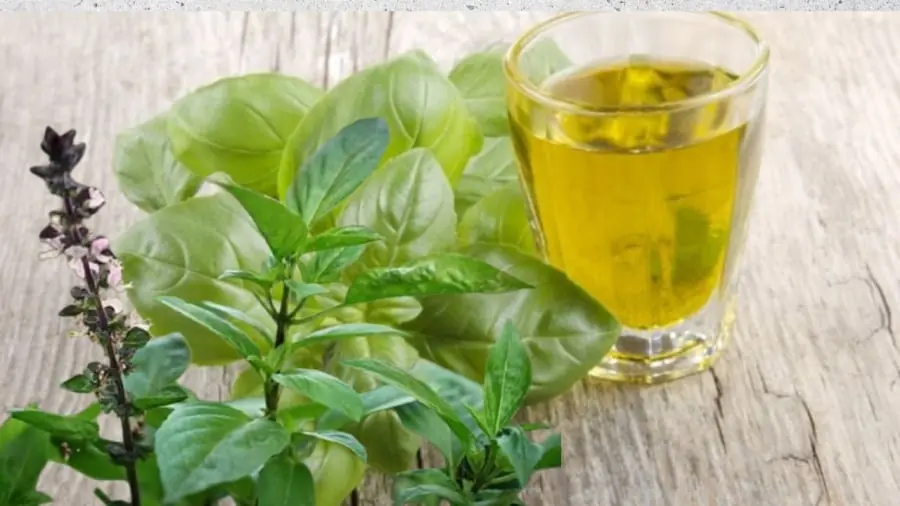 From Detox to Heart Health: 10 Reasons Basil Is a Natural Superfood