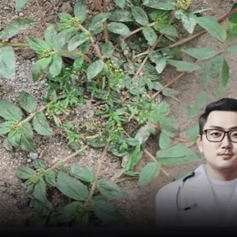 The “Weed” in Your Yard That Might Be a Hidden Herbal Treasure