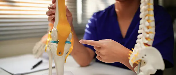 Bones Are Alive: The Constant Renewal Happening Inside Your Skeleton