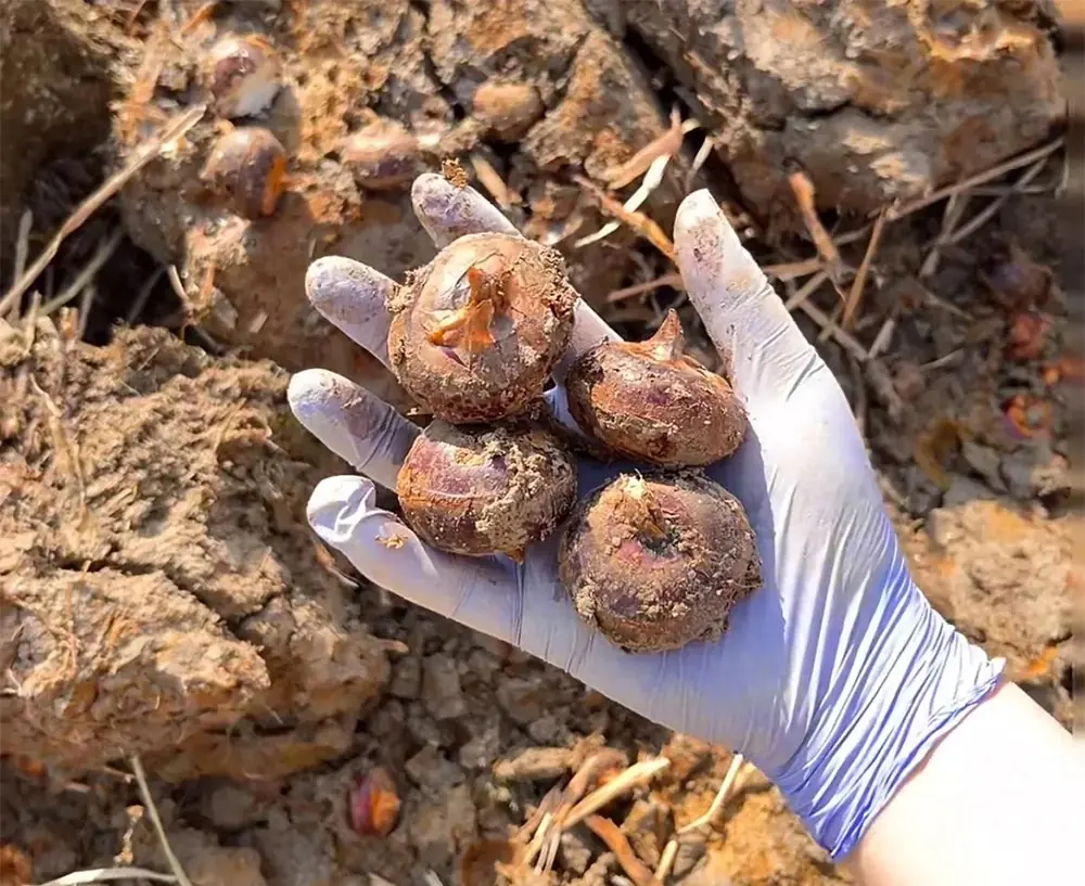 Eat it raw to detox, cook it to nourish the lu.ngs: Widely available at markets for just a few dollar—enough for a full meal