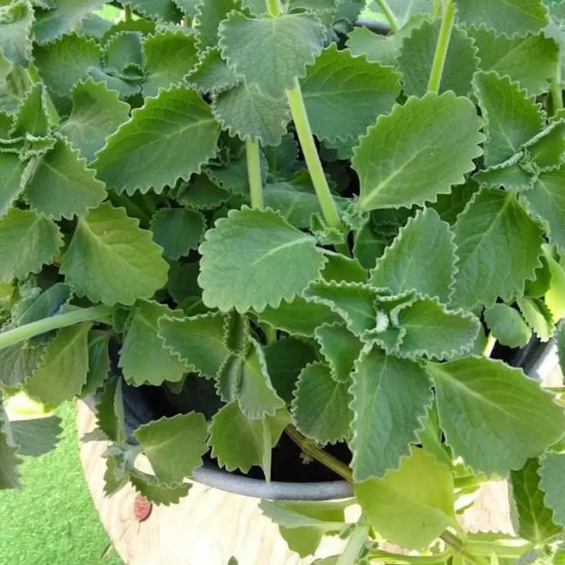 The Truth Behind the “One Oregano Leaf a Day” Health Claim