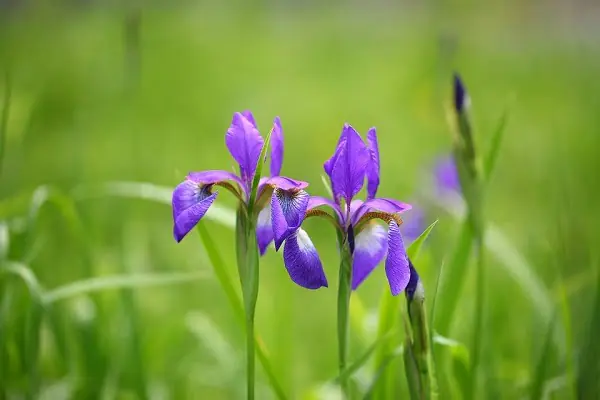 The Iris Flower: Timeless Beauty with Healing Secrets Beneath the Surface