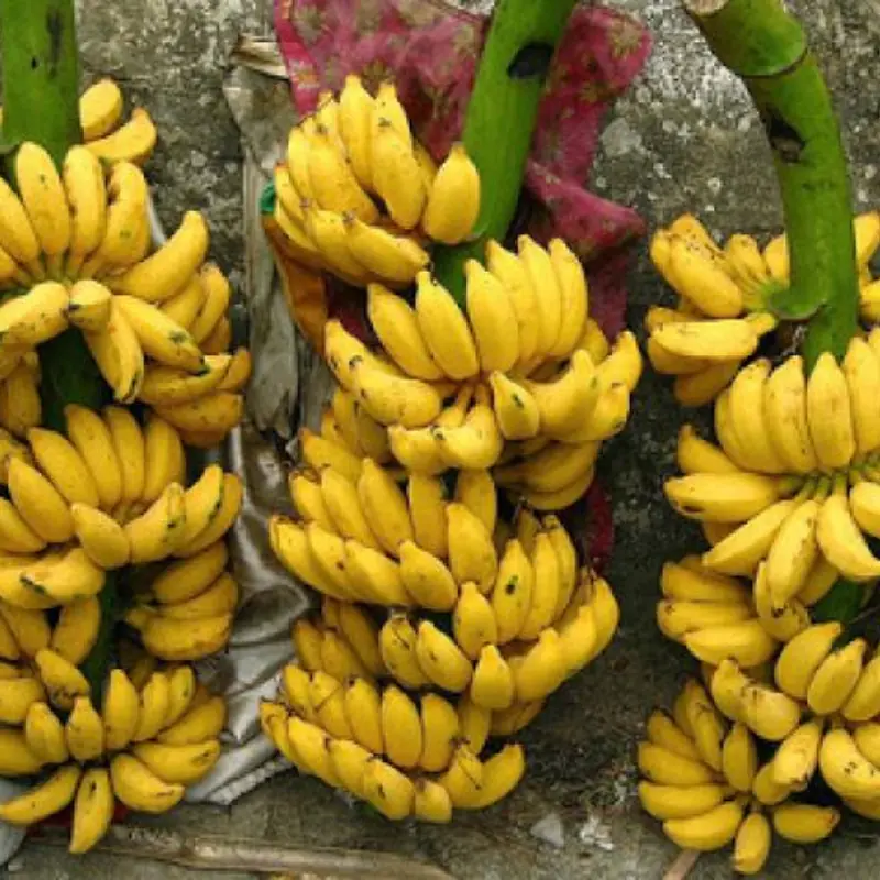 Doctors reveal what eating bananas before bed can lead to