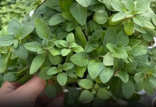 Just 1 oregano leaf per day and you won't suffer from any more.