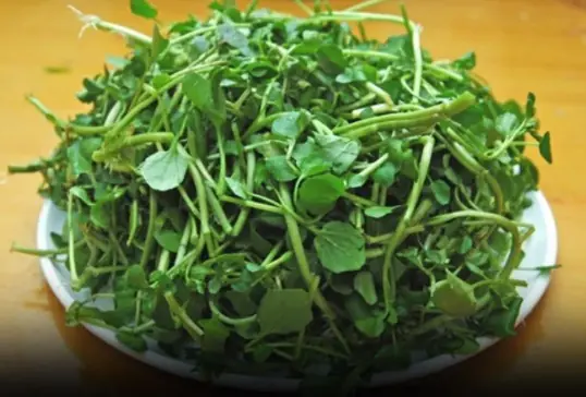 4 best vegetables to help prevent canc.er