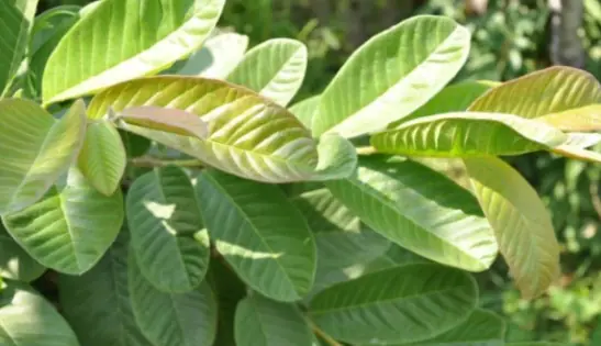This type of leaf is easy to find and can treat intestinal diseases and help the body detoxify very well
