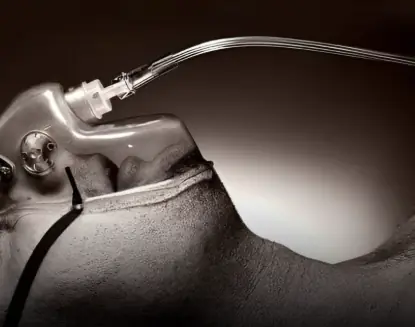 The Body Knows When Death is Near, and It Begins in Your Nose