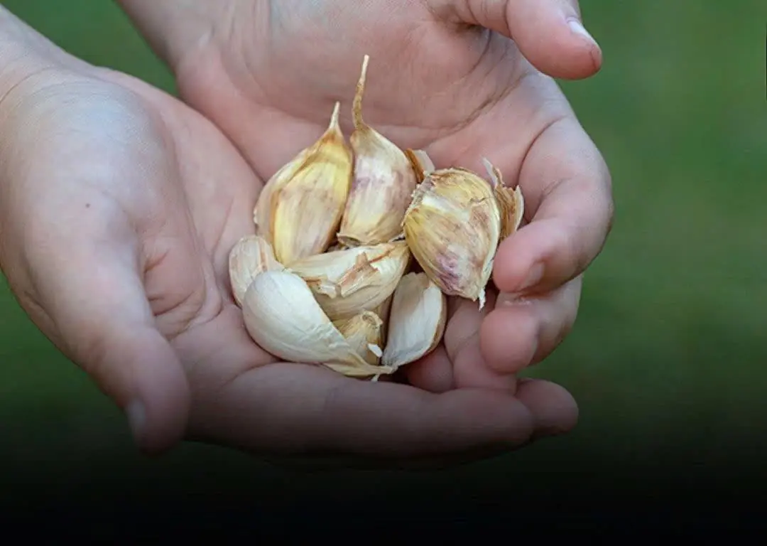 A 58-year-old ate one raw garlic clove every morning for six months — what happened next sho:cked him