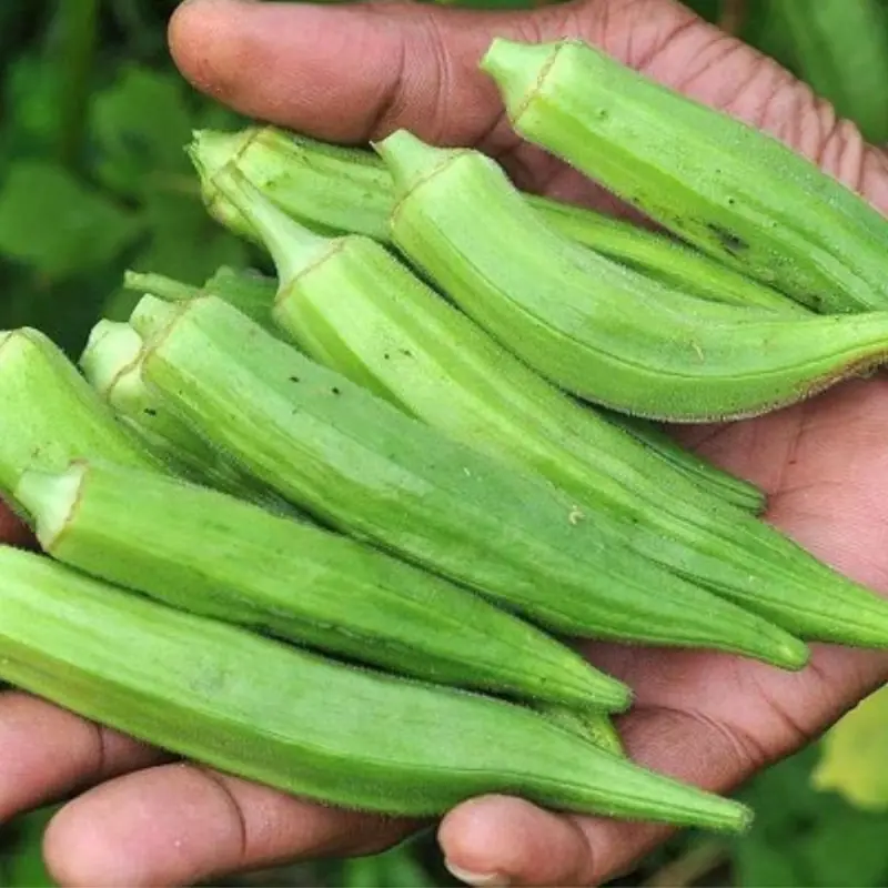 Healthy for Many, Risky for Some: 5 People Who Shouldn’t Eat Okra