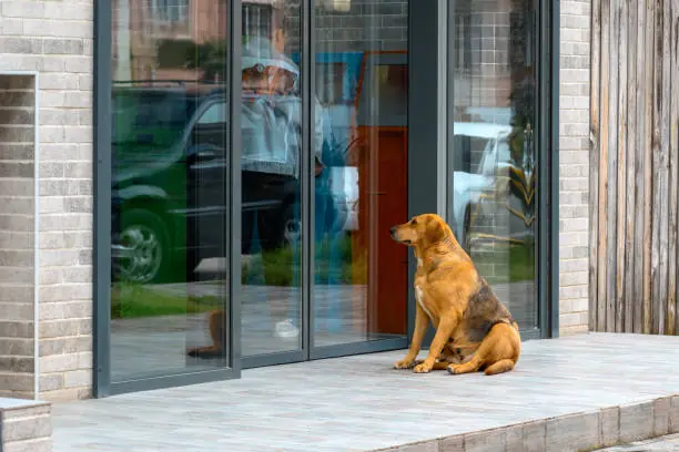 “The Same Dog Waited Outside My Office Every Day — One Afternoon, I Finally Followed Him.”